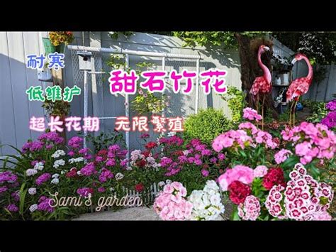 石竹花風水